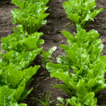 Hortifruti - BRQ Brasilquímica